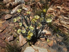 Syncarpha ferruginea