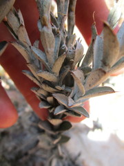 Syncarpha ferruginea