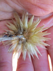 Syncarpha ferruginea