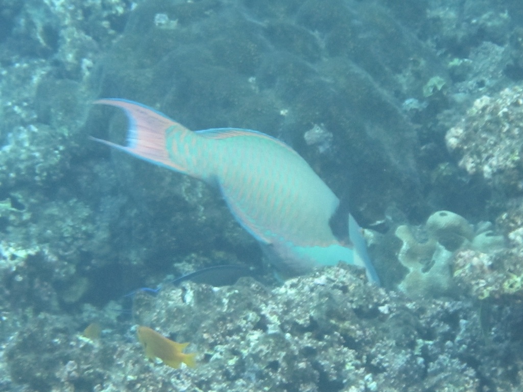 Bicolour parrotfish