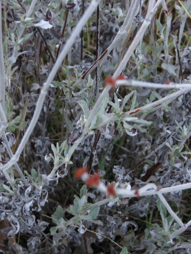 iNaturalist observation photo of Long-stemmed Buckwheat