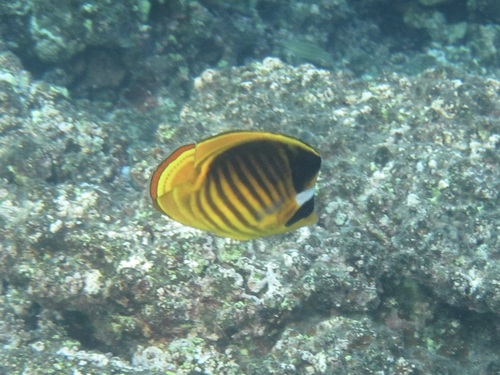 Chaetodon fasciatus