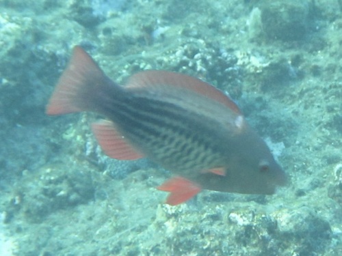 Scarus frenatus