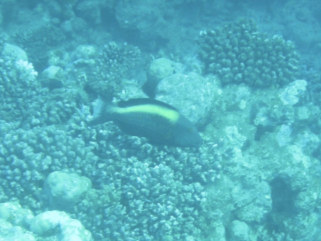 Bicolour parrotfish