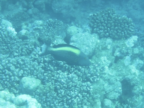 Cetoscarus bicolor