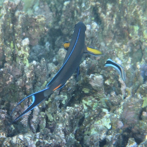 Acanthurus sohal