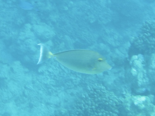 Naso unicornis