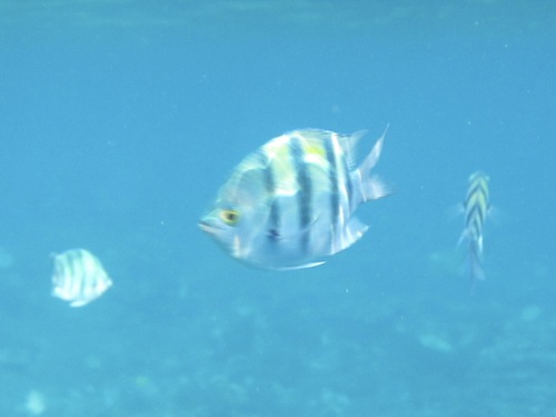Abudefduf vaigiensis