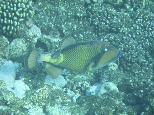 Balistoides viridescens