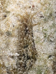 Stylocheilus rickettsi