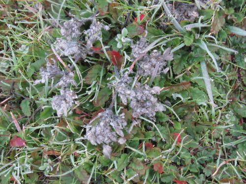 iNaturalist observation photo of turkey mullein