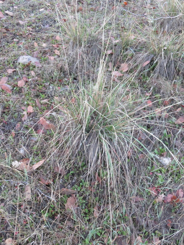 iNaturalist observation photo of purple needlegrass