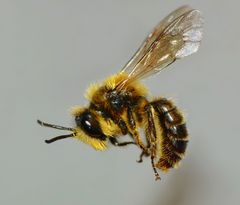 Leioproctus fulvescens