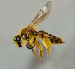Leioproctus fulvescens