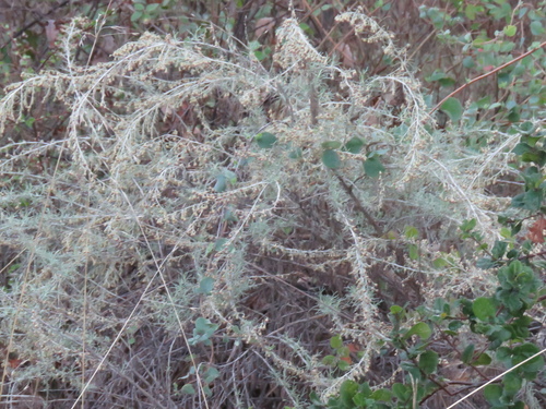 iNaturalist observation photo of California sagebrush