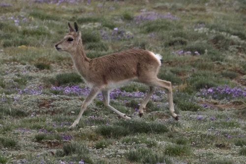 Tibetan Gazelle