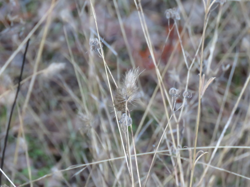 iNaturalist observation photo of bristly dogtail grass