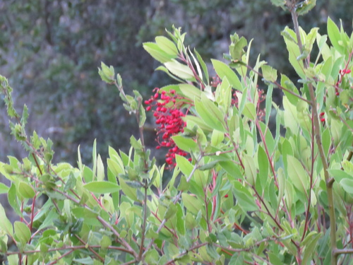 iNaturalist observation photo of Toyon