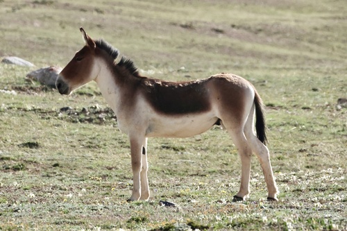 Kiang