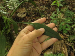 Acianthera sicaria
