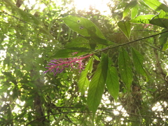 Palicourea angustifolia