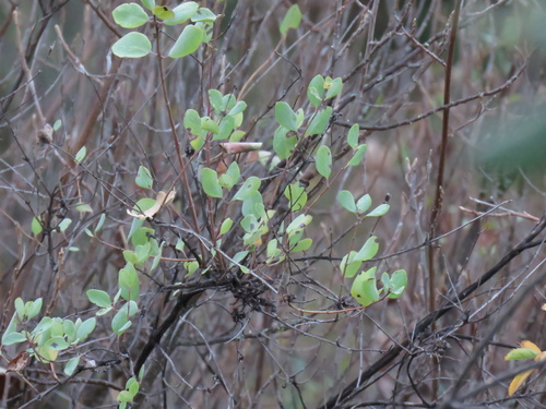 iNaturalist observation photo of Southern Honeysuckle