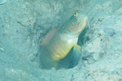 Cebu Shrimpgoby photo 2