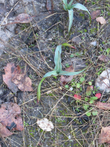 iNaturalist observation photo of wavy-leafed soap plant
