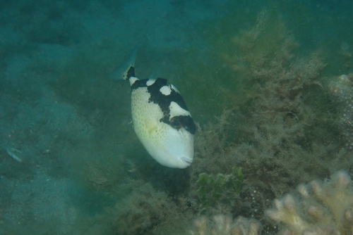 Flat-nailed triggerfish (Abalistes stellatus) — Balistidae — 5