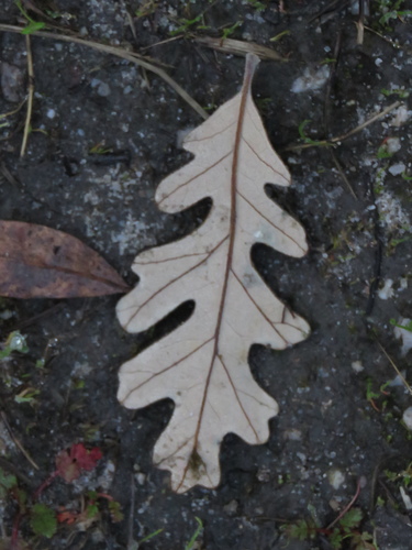 iNaturalist observation photo of valley oak