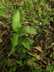 Microchilus