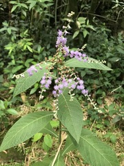 Eirmocephala brachiata