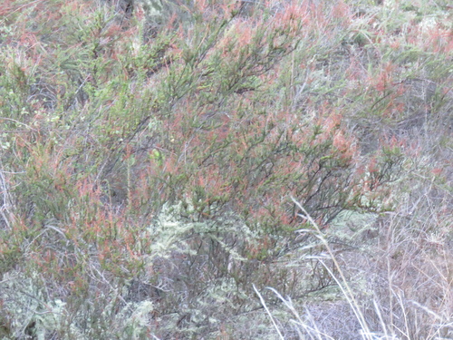 iNaturalist observation photo of chamise