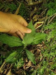 Microchilus