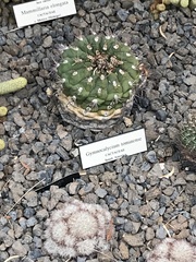 Gymnocalycium