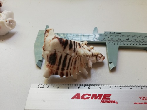 Hexaplex princeps