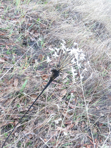 iNaturalist observation photo of Lasioptera
