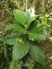 Macrocarpaea macrophylla
