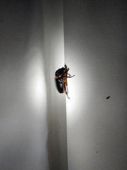 Strategus longichomperus