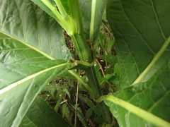 Macrocarpaea macrophylla