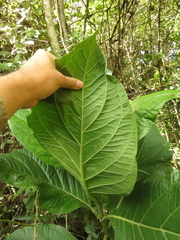 Macrocarpaea macrophylla