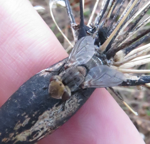 iNaturalist observation photo of Cutworm Flies