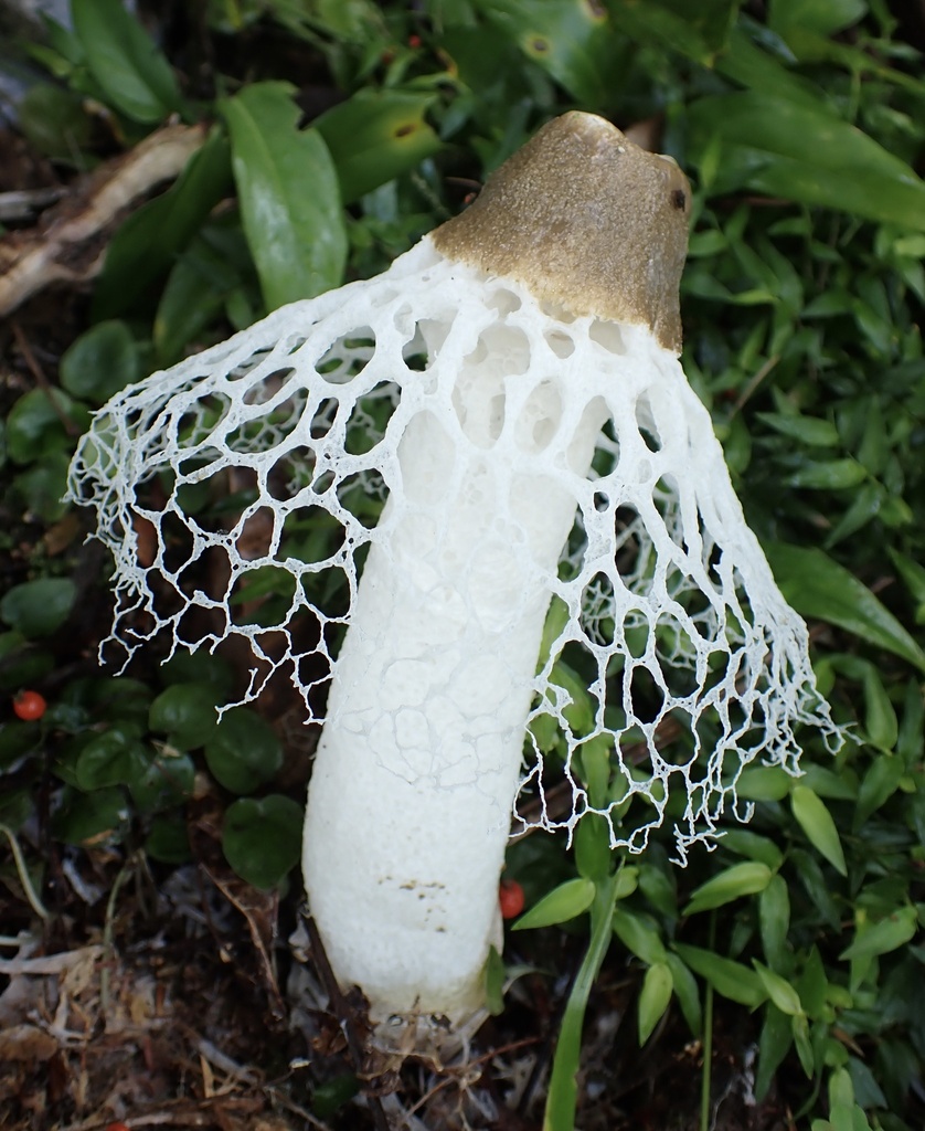 Phallus merulinus · November 2025 · photo: © jeanpaulboerekamps (iNaturalist, cc0)