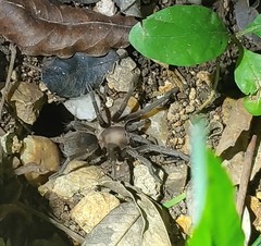 Citharacanthus meermani