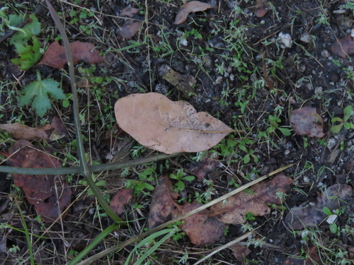 iNaturalist observation photo of blue oak