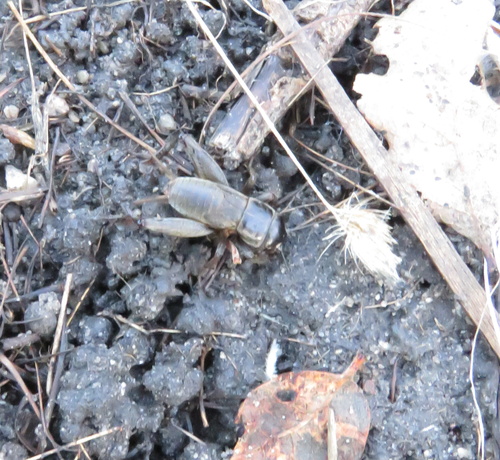iNaturalist observation photo of Gryllus