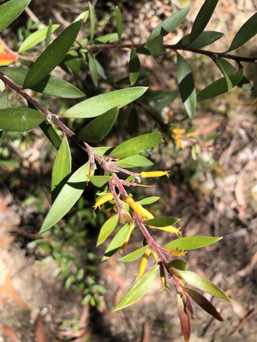 Persoonia myrtilloides observed 2025-12-29