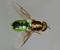 Odontomyia fulviceps