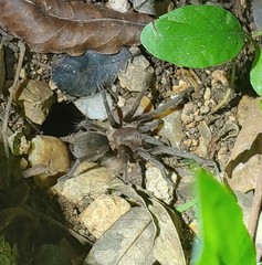 Citharacanthus meermani