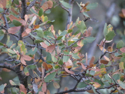 iNaturalist observation photo of Alvord Oak